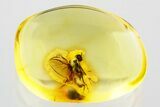 Detailed Fossil Black Fly (Simuliidae) In Baltic Amber #372550-1